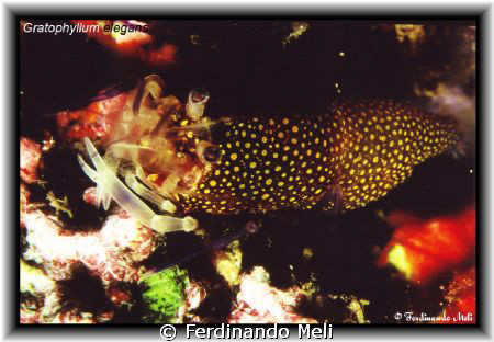 A Gnatophyllum elegans in the Mediterranean sea. by Ferdinando Meli 