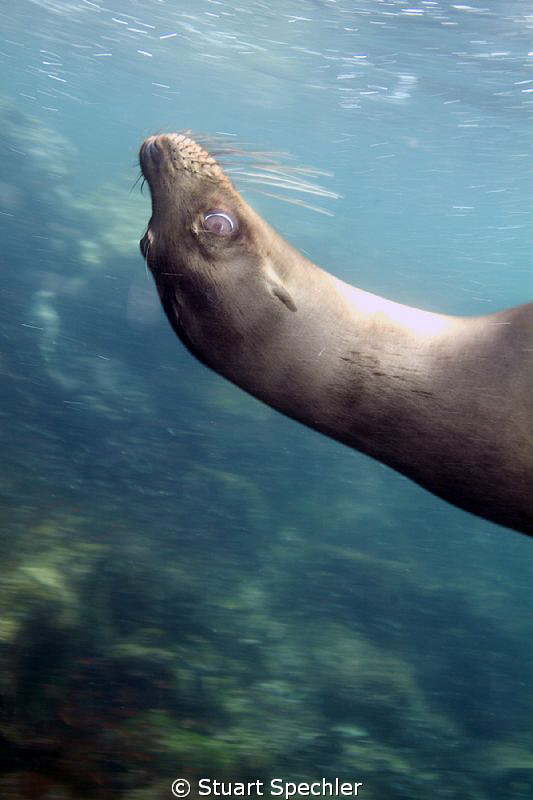 Hard to get a good shot of the very playful sea lions in ... by Stuart Spechler 
