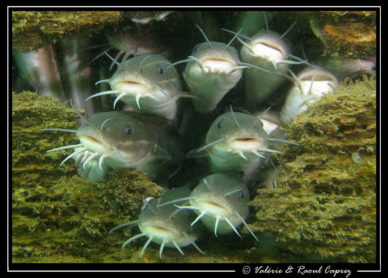 No more place !
(Plotosus lineatus) by Raoul Caprez 
