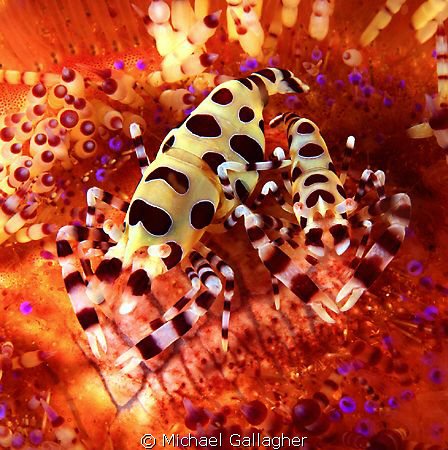 A pair of Coleman Shrimp happily sitting on a fire urchin... by Michael Gallagher 