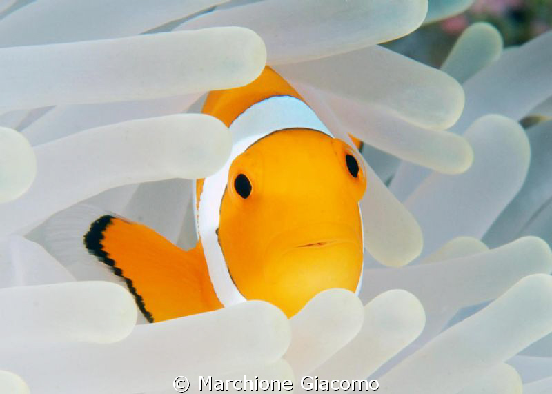 Baby's look
Nikon D200, Nikon 105 micro, twin strobo
Wa... by Marchione Giacomo 
