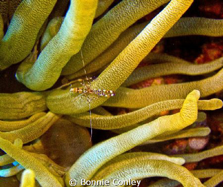 Photo taken in Grand Cayman August 2010 with Canon SD 550. by Bonnie Conley 