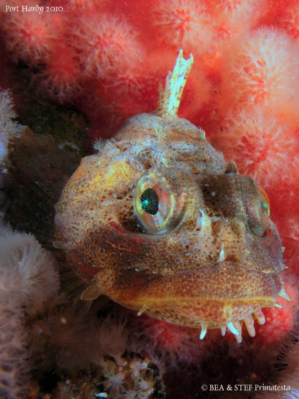Red Irish Lord (Hemilepidotus hemilepidotus). by Bea & Stef Primatesta 