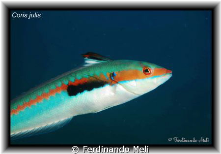 A Coris julis in the Medciterranean sea. by Ferdinando Meli 