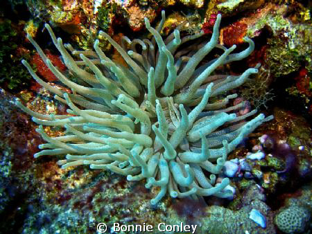 Anemone seen in Grand Cayman August 2010.  Photo taken wi... by Bonnie Conley 