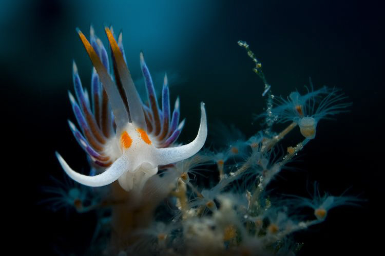 White Flabellina ( Cratena peregrina ) by Roland Bach 