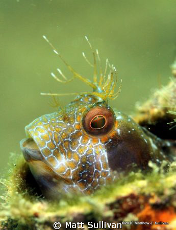 Seaweed Blenny by Matt Sullivan 