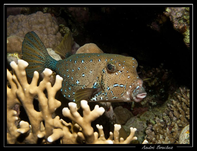 Poisson coffre by André Bruchez 