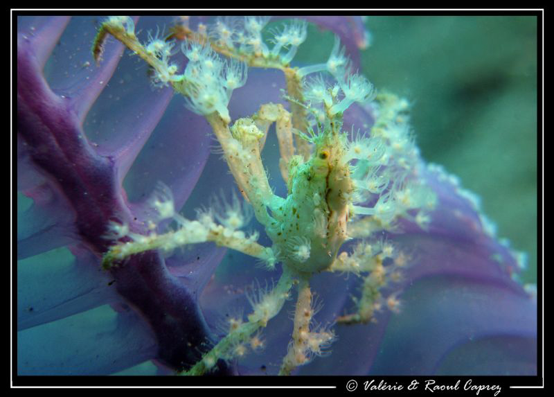 Colorful background by Raoul Caprez 