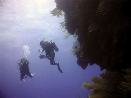 Divers in the blue, Wall, Puerto Plata, Dominican Republi... by Massa Paola 