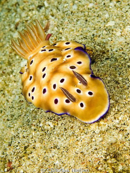 Nice nudibranch near Padang Bai. Olympus E330, 50mm macro... by Christian Nielsen 