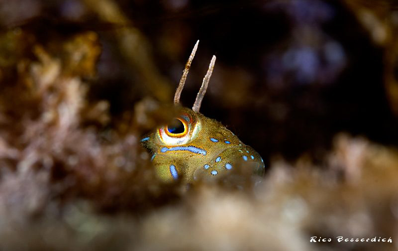 Watching you, watching me..... by Rico Besserdich 