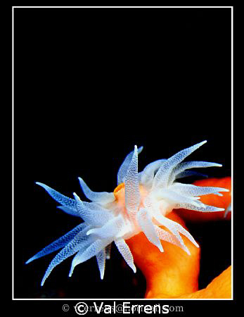 Orange Coral by Val Errens 