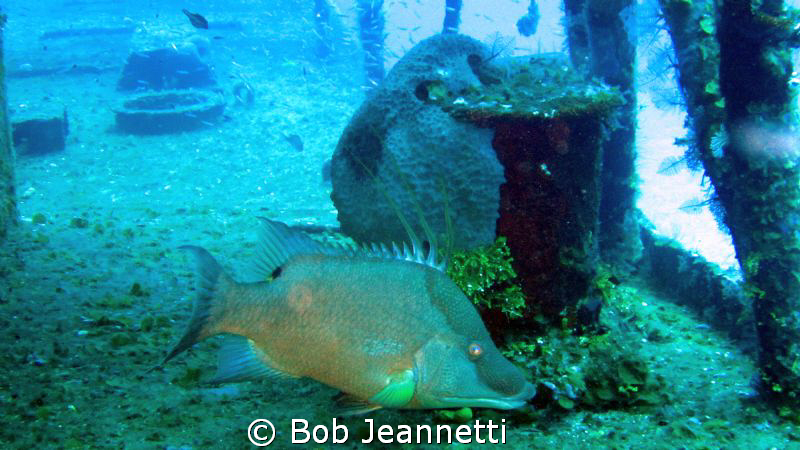 Hogfish by Bob Jeannetti 