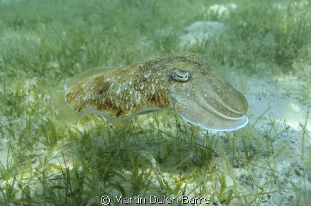 Cuttle fish. Nikon D700 17-35mm at 35mm Subal housing. f8... by Martin Dulon Barre 