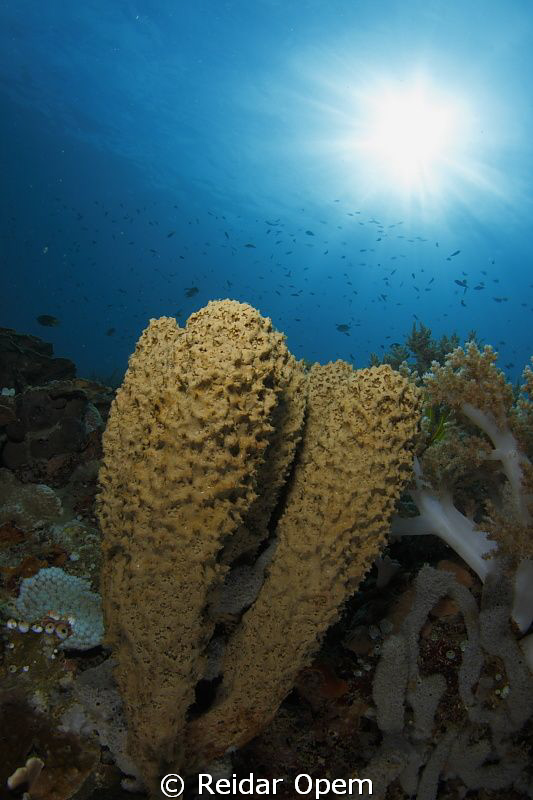 Sunny day at Buyat bay, north Sulawesi by Reidar Opem 