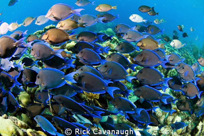 Huge school in a feeding frenzy. Bonaire, D70 Subal Inon ... by Rick Cavanaugh 