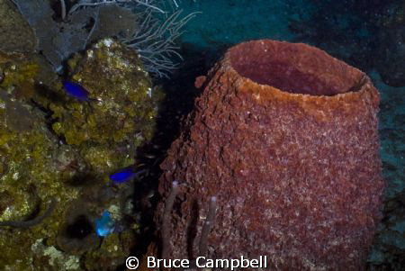 Barrel Sponge with Blue Chromis by Bruce Campbell 