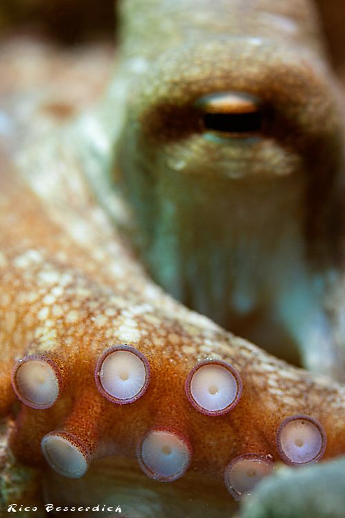 Sticky Thing ;-) by Rico Besserdich 