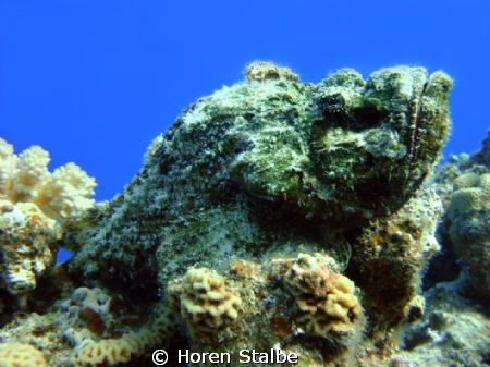 Beauty kills :)
Devil Scorpionfish by Horen Stalbe 