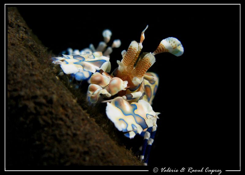 Hymenocera elegans by Raoul Caprez 