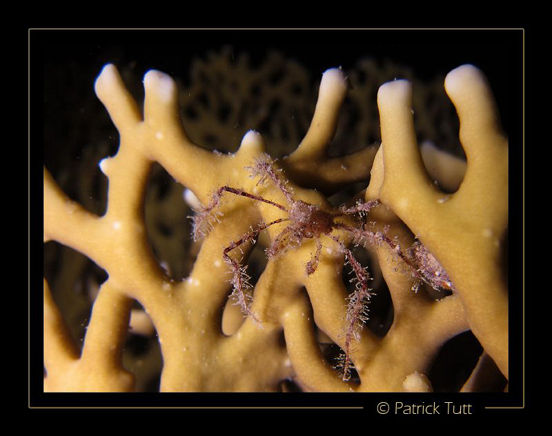 Spider crab on a fire coral - nigth dive in Marsa Shagra ... by Patrick Tutt 