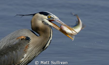 Blue Heron eating White Perch by Matt Sullivan 