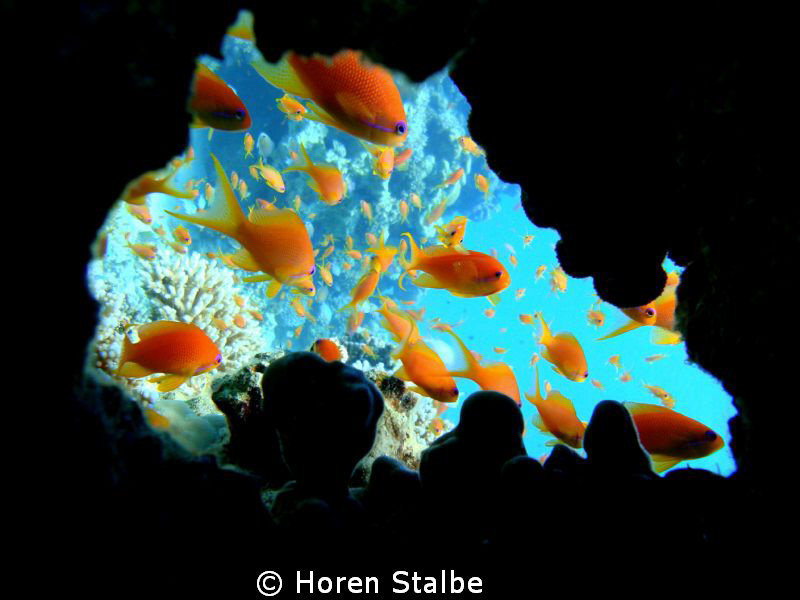 Jewel Fairy Basslet by Horen Stalbe 