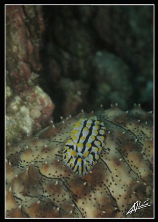 varicose wart slug hitching a ride on a sea cucumber... R... by Adriano Trapani 