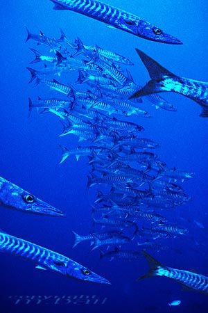 Barracudas - Sulawesi - Nik RS by Manfred Bail 