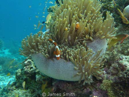 Clown Fish Still Life
 by James Smith 