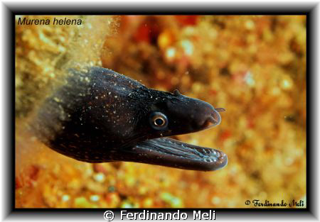 Murena helena. by Ferdinando Meli 