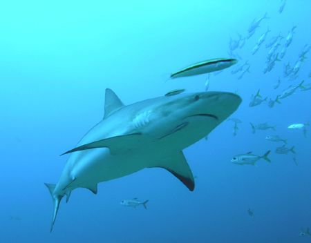 A beautiful caribbean reef shark plus entourage in Roatan. by Shanee Stopnitzky 