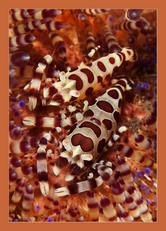 Coleman shrimp on a fire urchin by Charles Wright 
