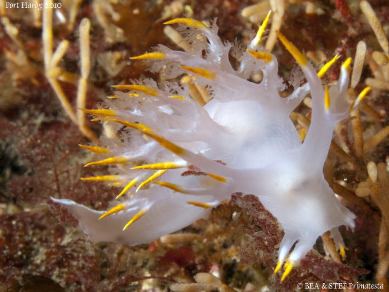 Multicolor dendronotid (Dendronotus diversicolor). by Bea & Stef Primatesta 