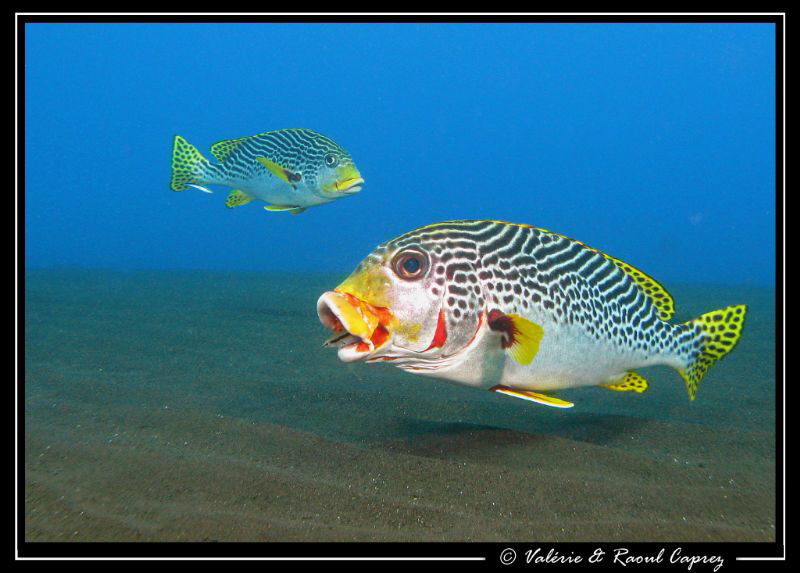 Oooohhh ! by Raoul Caprez 