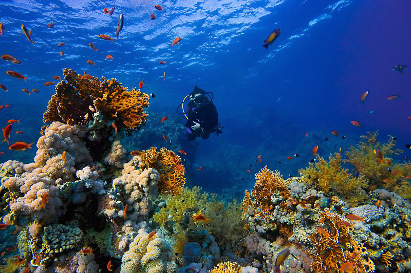 Coral Garden in Sharm El Sheikh, Egypt. 10mm lens, 6' dom... by Rico Besserdich 