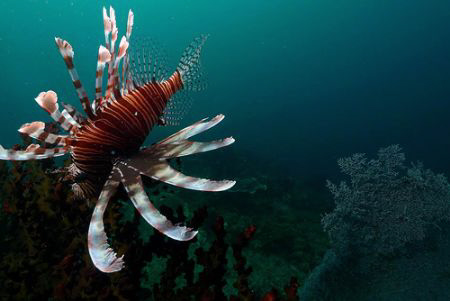 Lionfish, Sabang P.I. by Martin Dalsaso 