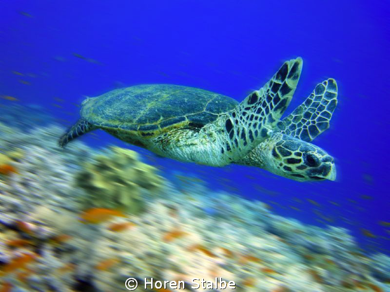 Catch me if you can :) by Horen Stalbe 