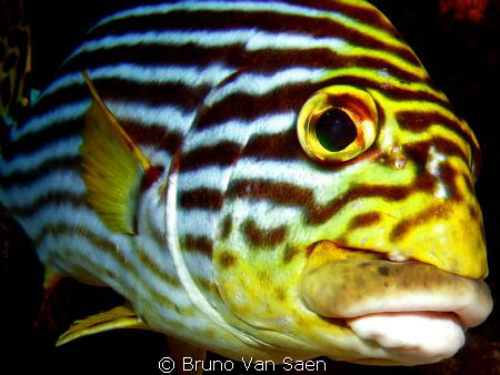 A little kiss on my sweet lips? by Bruno Van Saen 