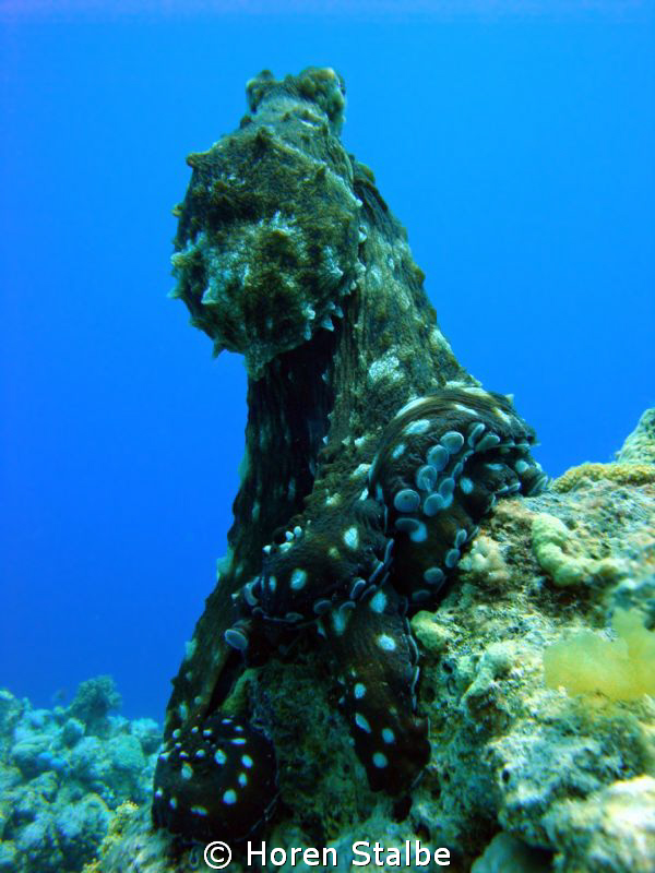 His majesty, Big Red Octopus! by Horen Stalbe 