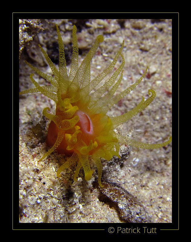 Nigth dive in Marsa Shagra - Egypt - Canon S90 with hand ... by Patrick Tutt 