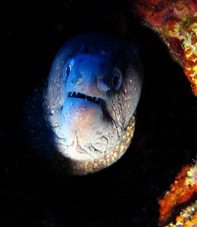 A Fisch You Say ?! (Mediterrian morray eel, taken at Elba... by Alena Vorackova 