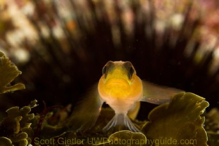 "I am the king". Black-eyed goby, with a Black Urchin as ... by Scott Gietler 