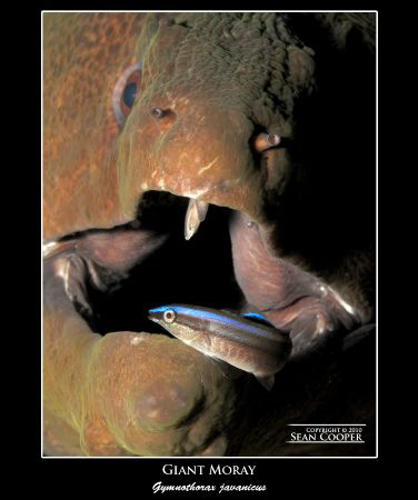 Moray & Cleaner Wrasse, taken with a G10 and an Epoque ES... by Sean Cooper 