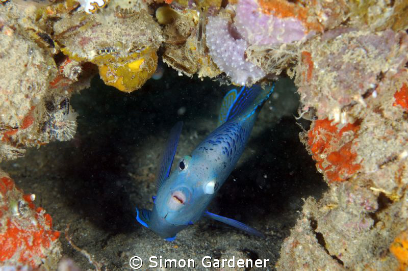 shot with Nikon D70s with 105mm VR macro, 2 DS 160 strobes by Simon Gardener 