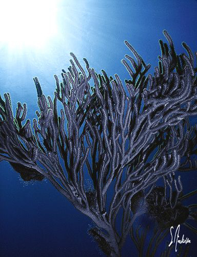 Gorgonians in deep water - this image was taken off Nassa... by Steven Anderson 