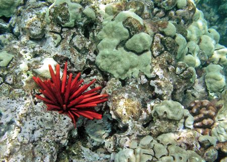 Pencil Urchin in Hawaii. Taken while freediving in Haunam... by Christa Loustalot 
