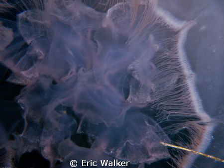 Inside a jellyfish by Eric Walker 