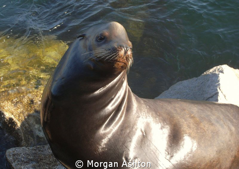 Sea Lion at the Coast Guard Jetty in Monterey. by Morgan Ashton 